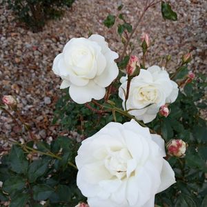 Meet your Posher, Brendis